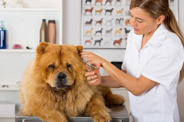 Canine hairdresser — Stock Photo, Image