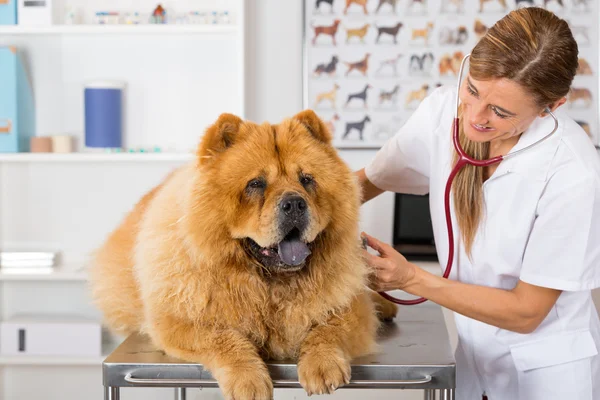 By listening to a dog Veterinary Chow Chow — Stock Photo, Image