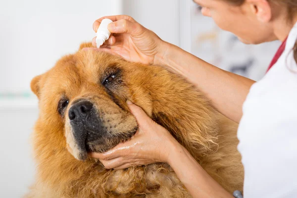 Ao ouvir um cão Veterinário Chow Chow — Fotografia de Stock