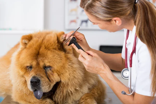 Clínica Veterinaria — Foto de Stock