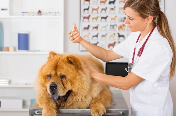 Tierärztliche Klinik — Stockfoto