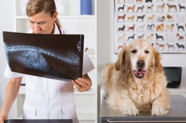 Veteriner Kliniği