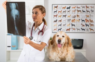 Veteriner Kliniği