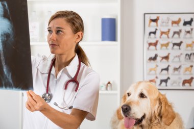 Veteriner Kliniği