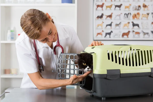 Veterinary clinic — Stock Photo, Image