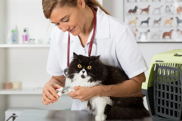 Gato en la peluquería — Foto de Stock