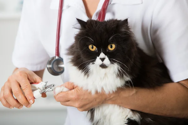 En katt hos frisøren. – stockfoto