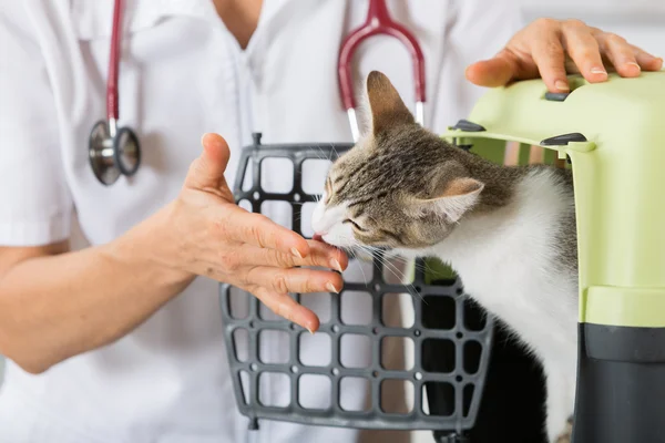 Clínica Veterinaria — Foto de Stock