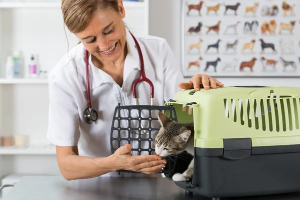 Veterinary clinic — Stock Photo, Image