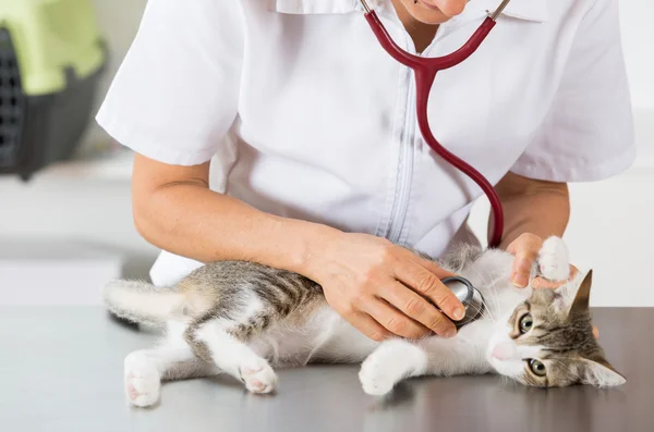 Tierarzt, indem er einer Katze zuhört — Stockfoto