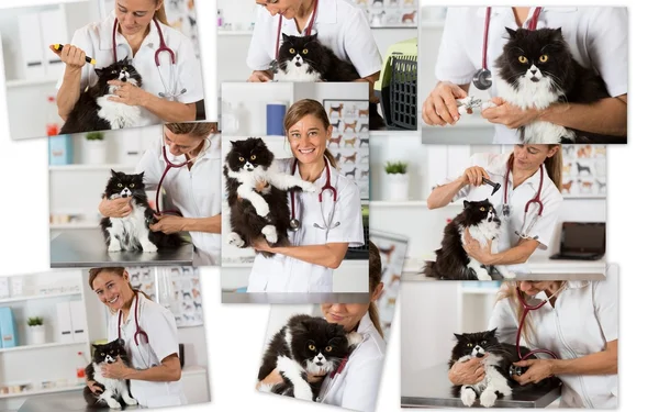 一家兽医诊所的照片拼贴 — 图库照片