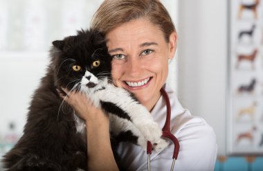 Bir yavru kedi ile veteriner Kliniği