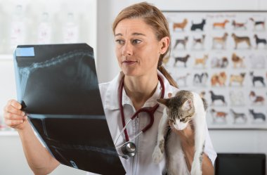 Bir yavru kedi ile veteriner Kliniği