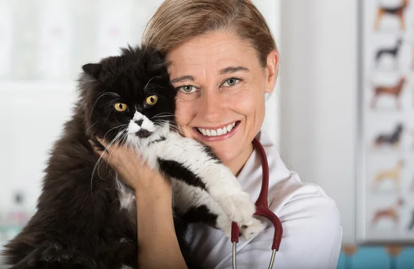 Clínica veterinaria con un gatito —  Fotos de Stock