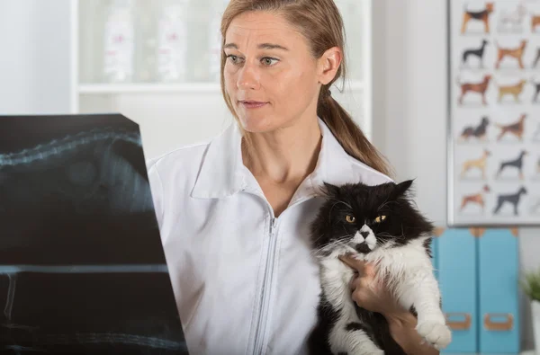 Veterinärklinik med en kattunge — Stockfoto