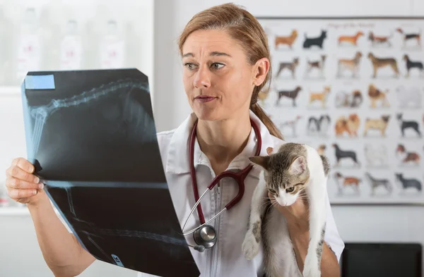 Veterinaire kliniek met een kitten — Stockfoto