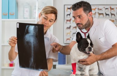 Couple reviewing veterinary radiography clipart
