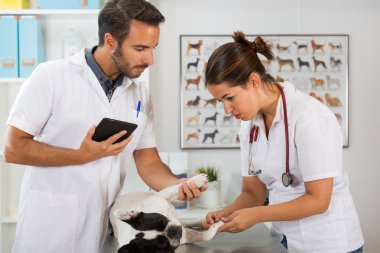 Fransız buldozer ile veteriner Kliniği