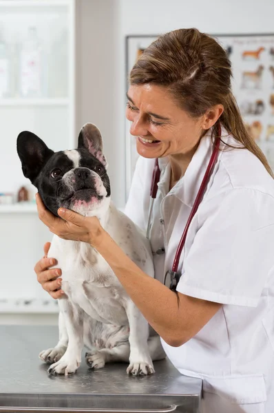 Clinica veterinaria con un bulldog francese — Foto Stock