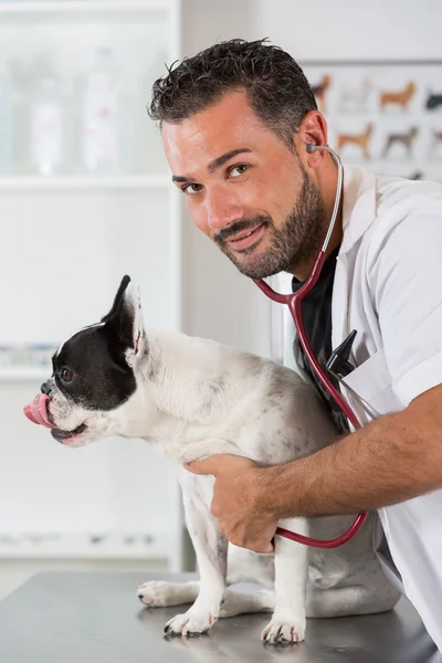 Escuchando a un perro Bulldog veterinario Francés — Foto de Stock