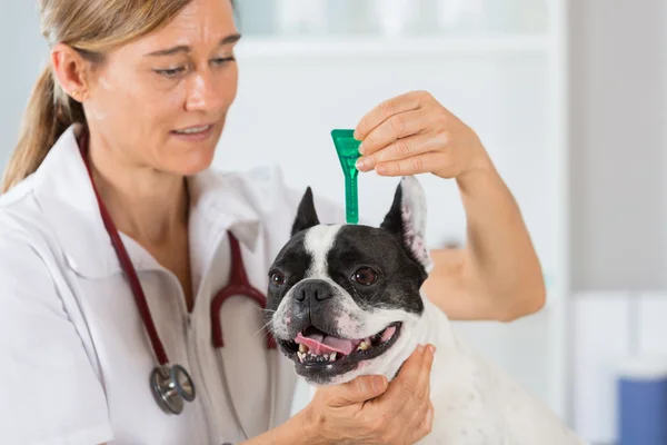 Clínica veterinária com um bulldog francês — Fotografia de Stock