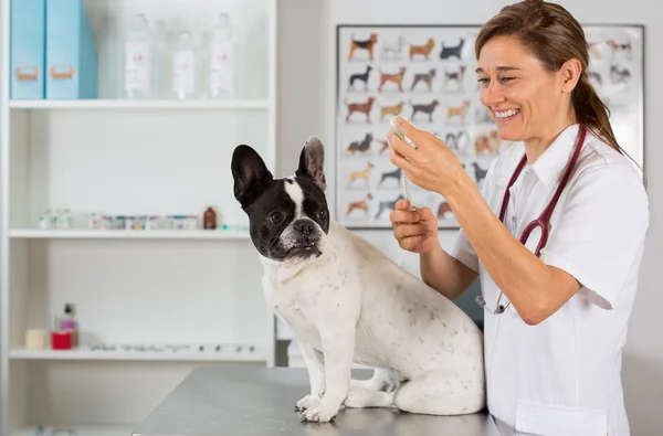 Veterinární klinika s Francouzský buldoček — Stock fotografie