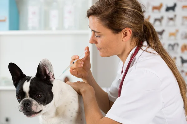 Veterinární klinika s Francouzský buldoček — Stock fotografie