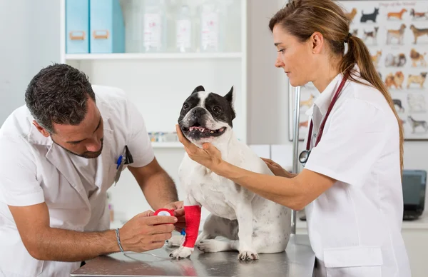 Veterinární klinika s Francouzský buldoček — Stock fotografie