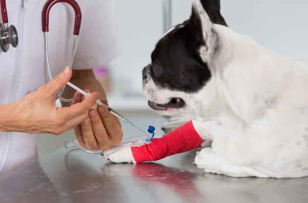 Clínica veterinária com um bulldog francês — Fotografia de Stock