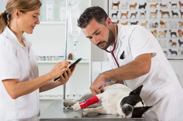 Veterinärklinik med en fransk bulldog — Stockfoto