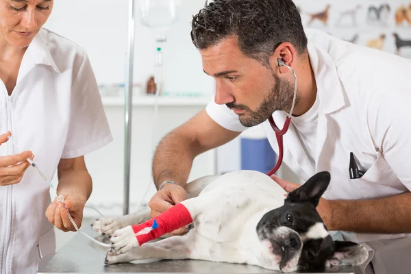 Veterinärklinik med en fransk bulldog — Stockfoto