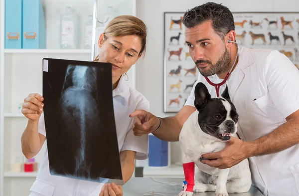 Pareja revisando radiografía veterinaria — Foto de Stock