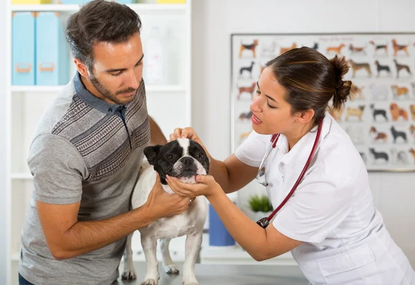 Veterinární klinika s Francouzský buldoček — Stock fotografie