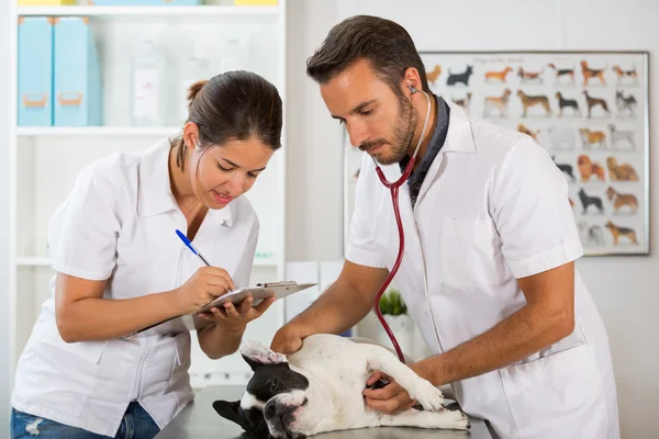 Veterinární klinika s Francouzský buldoček — Stock fotografie