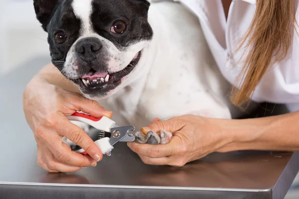 stock image French Bulldog in hairdressing