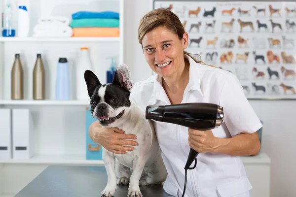 Canine hairdresser — Stock Photo, Image