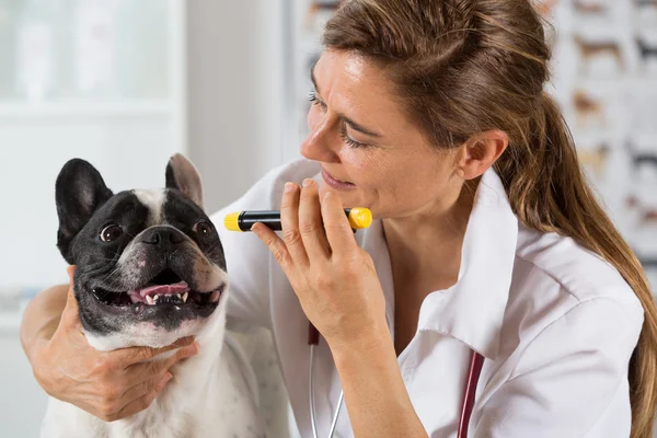 Tierärztliche Klinik — Stockfoto