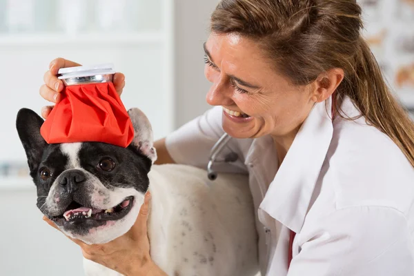 Franse Bulldog met een koud in de kliniek — Stockfoto