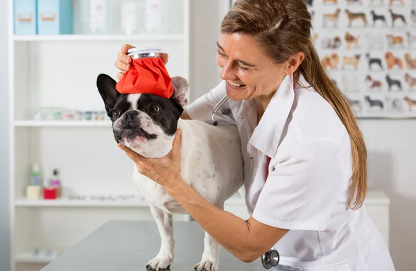 French Bulldog with a cold in the clinic — Stock Photo, Image