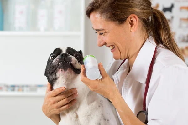 Bulldog francês na clínica — Fotografia de Stock