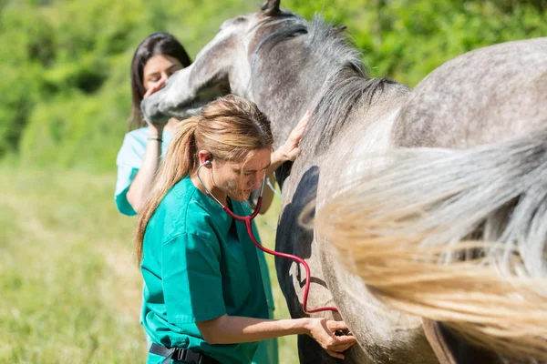 Veterinární na farmě — Stock fotografie