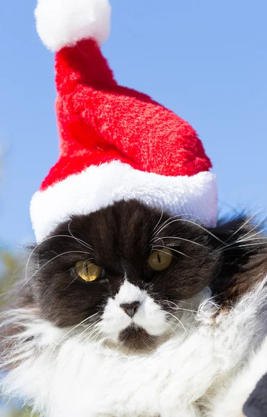 Krásná kočka s vánoční čepice — Stock fotografie
