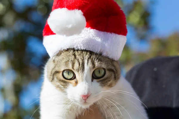 Krásná kočka s vánoční čepice — Stock fotografie