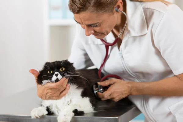 Ветеринар, слушая кошку — стоковое фото