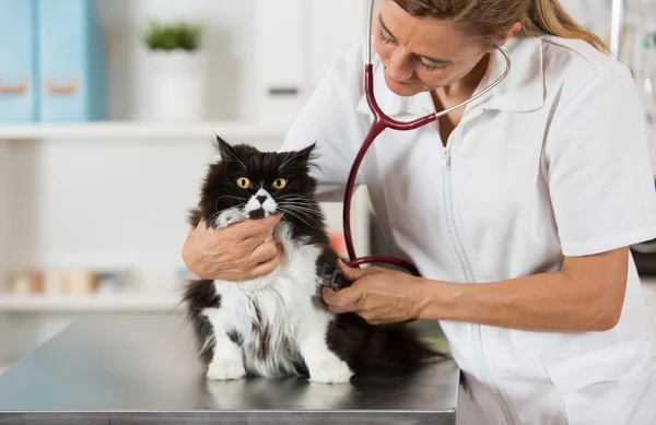 Veterinär genom att lyssna på en katt — Stockfoto