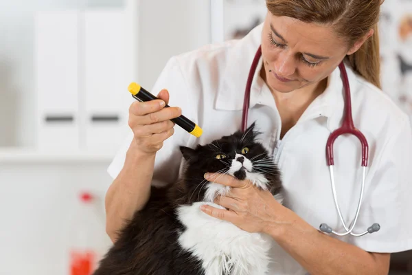 Clínica veterinaria con un gatito — Foto de Stock