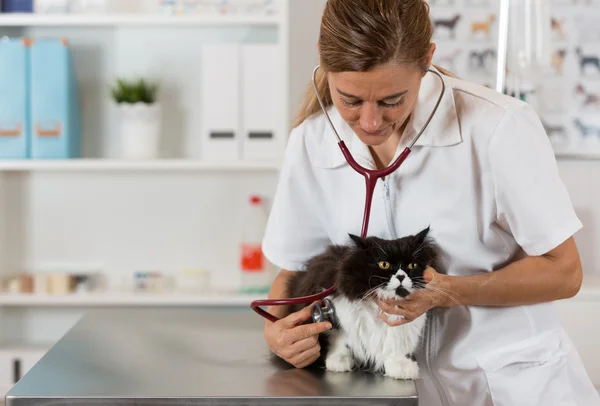 Veterinaire door te luisteren naar een kat — Stockfoto