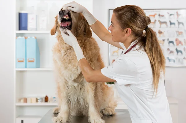 Veterinária uma clínica — Fotografia de Stock