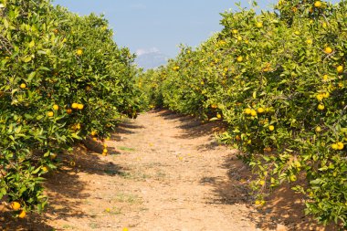 Valencia portakal ağaçları