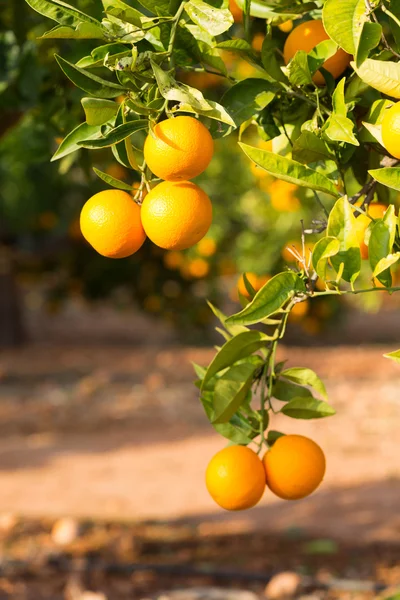 Valencia oranžové stromy — Stock fotografie